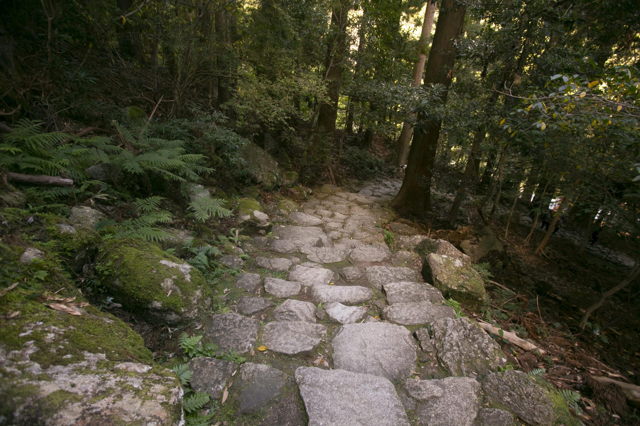 Un camino de piedra que serpentea a través de un bosque frondoso, ilustrando el viaje continuo para construir un legado duradero con tu marca personal.